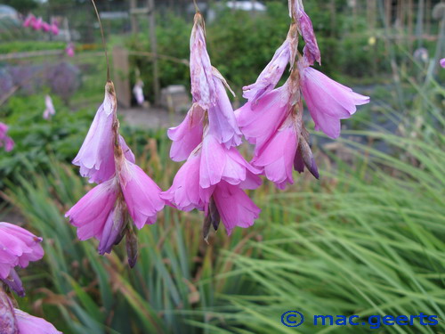 Dierama latifolium